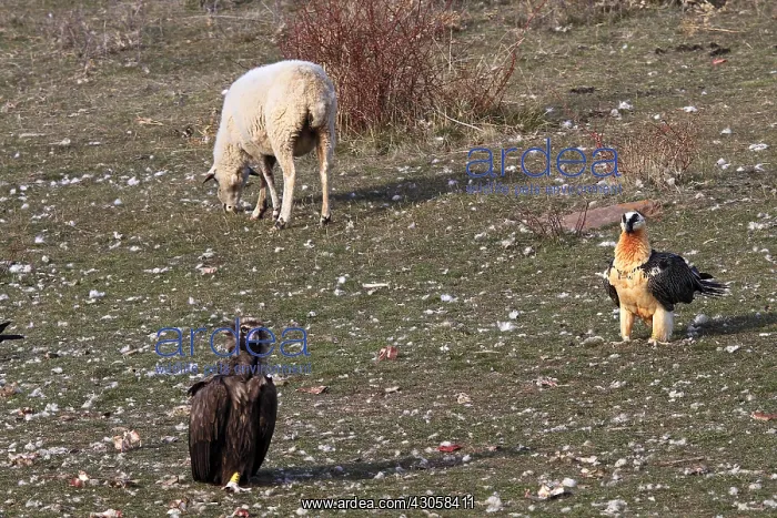: Bearded Vulture Cinereous Vulture and Sheep Spain : Bearded Vulture Cinereous Vulture and Sheep Spain
