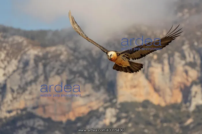 : Bearded vulture (Gypaetus barbatus) adult in flight : Bearded vulture (Gypaetus barbatus) adult in flight