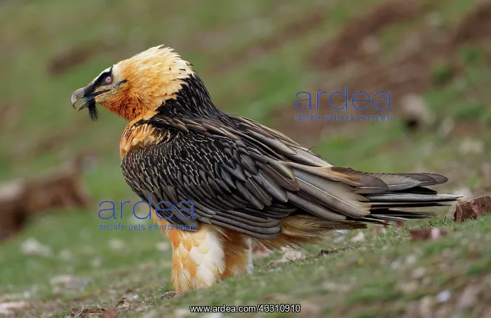 : Bearded vulture (Gypaetus barbatus) devouring a : Bearded vulture (Gypaetus barbatus) devouring a