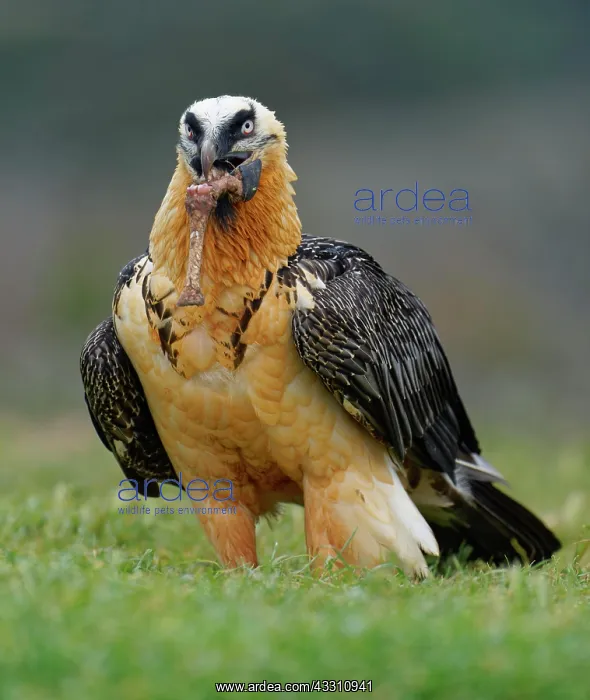 : Bearded vulture (Gypaetus barbatus) devours a sheep's : Bearded vulture (Gypaetus barbatus) devours a sheep's