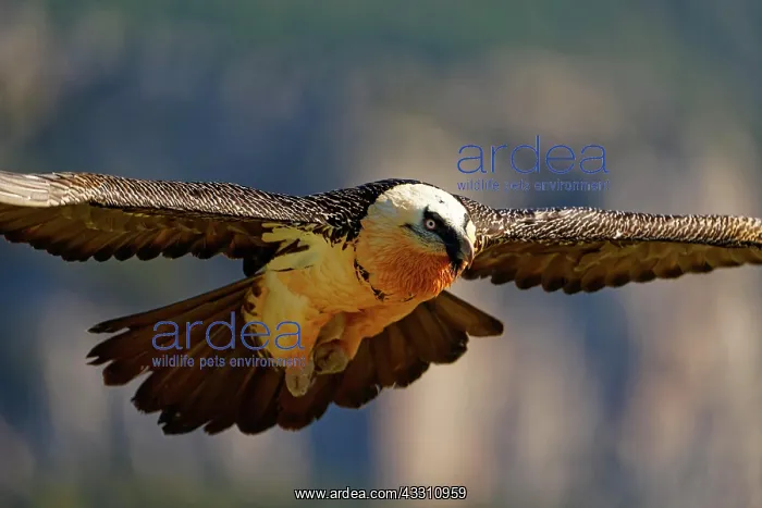 : Bearded vulture (Gypaetus barbatus), in flight : Bearded vulture (Gypaetus barbatus), in flight