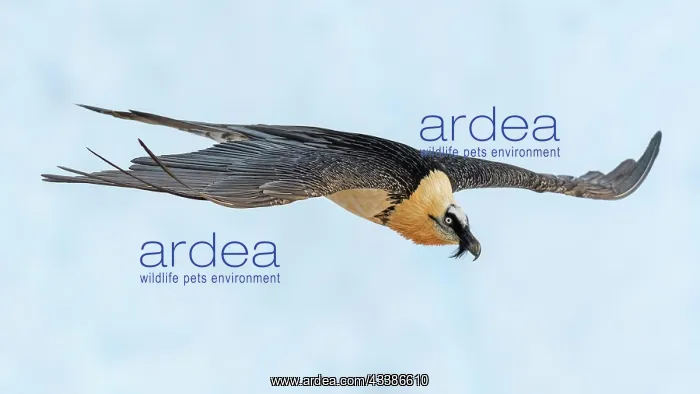 : Bearded vulture (Gypaetus barbatus), in flight over : Bearded vulture (Gypaetus barbatus), in flight over