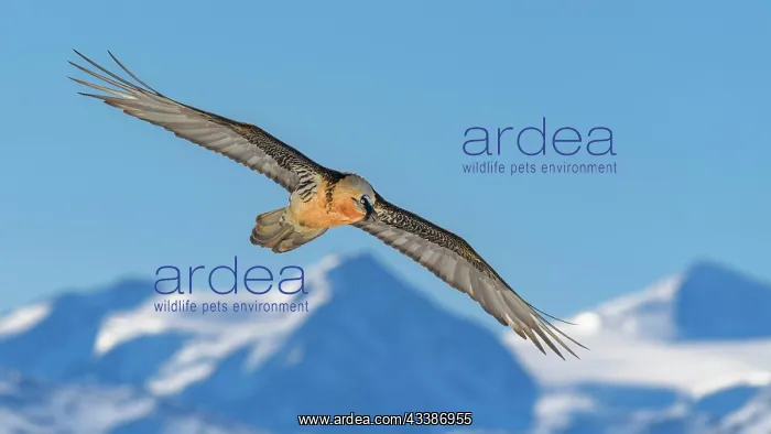 : Bearded vulture (Gypaetus barbatus), in flight over : Bearded vulture (Gypaetus barbatus), in flight over