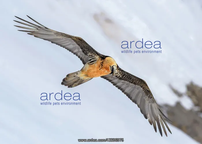 : Bearded vulture (Gypaetus barbatus), in flight over : Bearded vulture (Gypaetus barbatus), in flight over
