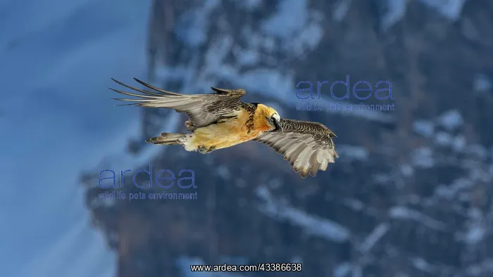: Bearded vulture (Gypaetus barbatus), flying over : Bearded vulture (Gypaetus barbatus), flying over