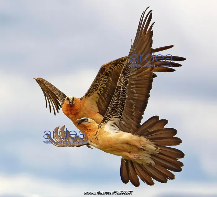 : Bearded Vulture (Gypaetus barbatus), pair in flight : Bearded Vulture (Gypaetus barbatus), pair in flight
