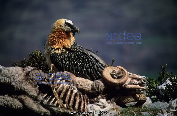 : Bearded Vulture / Lammergeier - Next to carcass : Bearded Vulture / Lammergeier - Next to carcass