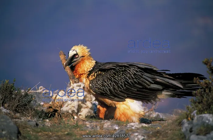 : Bearded Vulture / Lammergeier - with carcass bone in beak : Bearded Vulture / Lammergeier - with carcass bone in beak