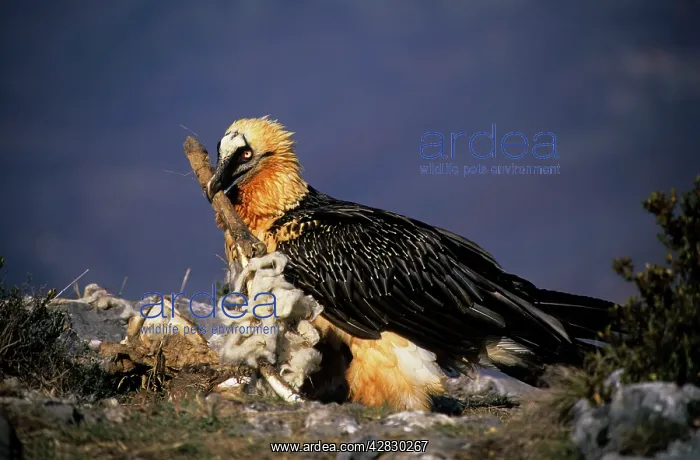 : Bearded Vulture / Lammergeier - With carcass bone in beak : Bearded Vulture / Lammergeier - With carcass bone in beak
