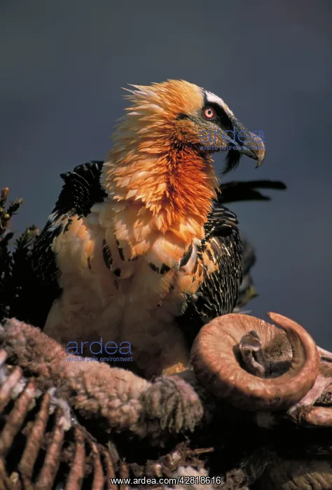 : Bearded Vulture / Lammergeier - feeding on carcass : Bearded Vulture / Lammergeier - feeding on carcass