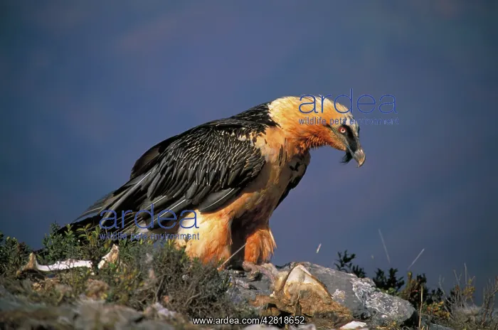 : Bearded Vulture / Lammergeier - feeding on carcass : Bearded Vulture / Lammergeier - feeding on carcass