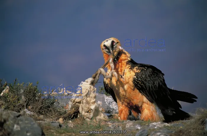 : Bearded Vulture / Lammergeier - Feeding on carcass bones : Bearded Vulture / Lammergeier - Feeding on carcass bones