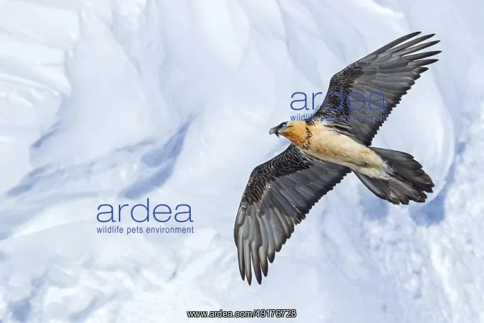 : Bearded vulture, lammergeier, (Gypaetus barbatus) : Bearded vulture, lammergeier, (Gypaetus barbatus)
