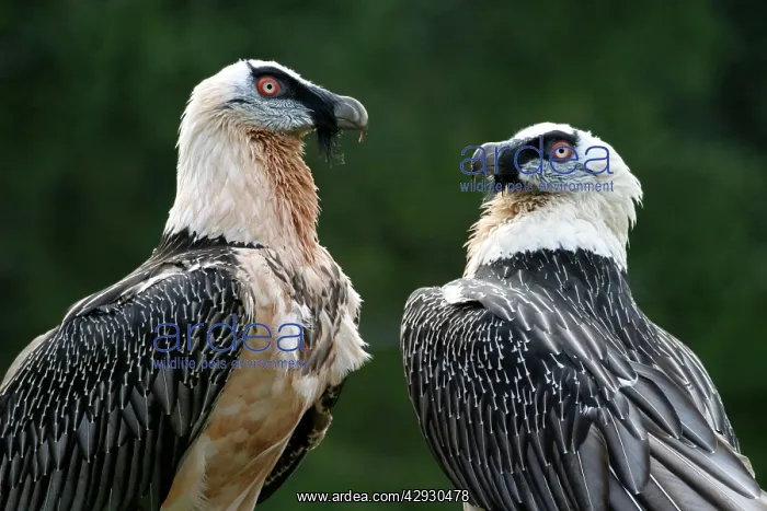  : Bearded Vulture  /  Lammergeier - Pair standing togetherbirds