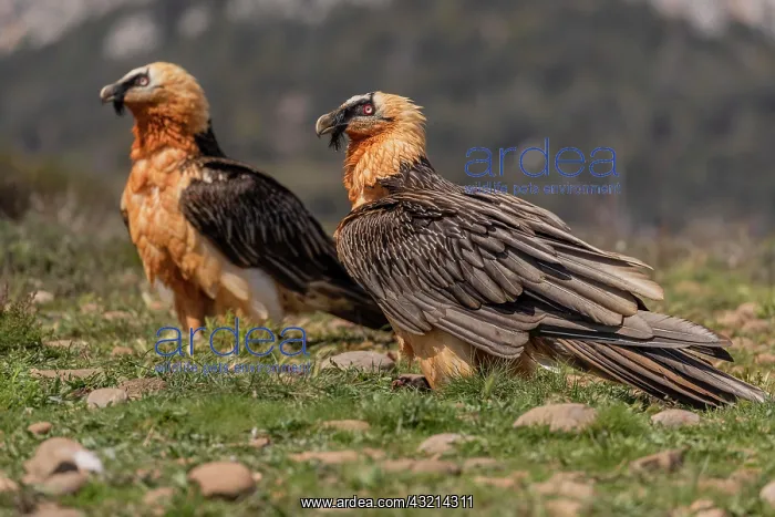 : Two bearded vultures (Gypeatus barbatus) adult : Two bearded vultures (Gypeatus barbatus) adult