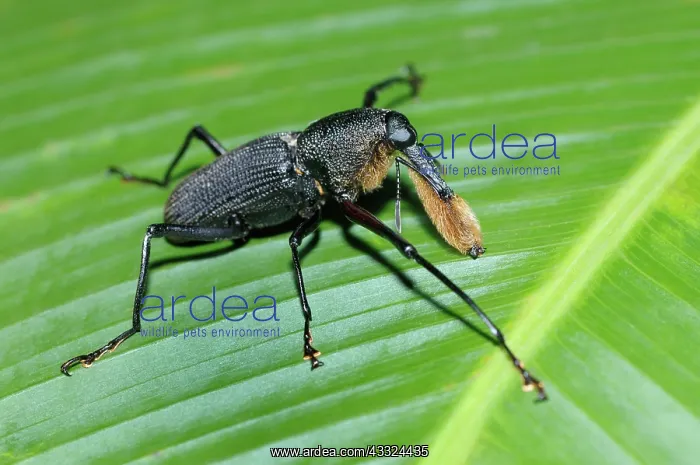 : Bearded weevil : Bearded weevil