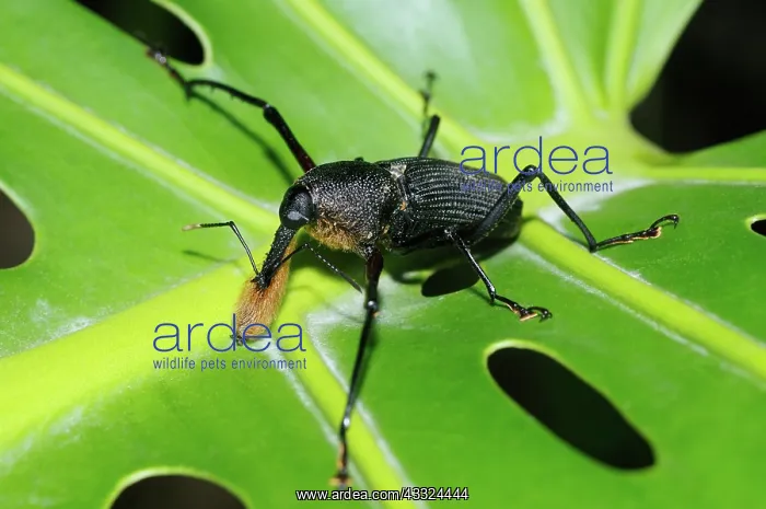 : Bearded weevil : Bearded weevil
