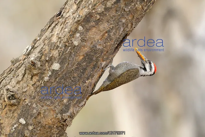 : Bearded Woodpecker : Bearded Woodpecker