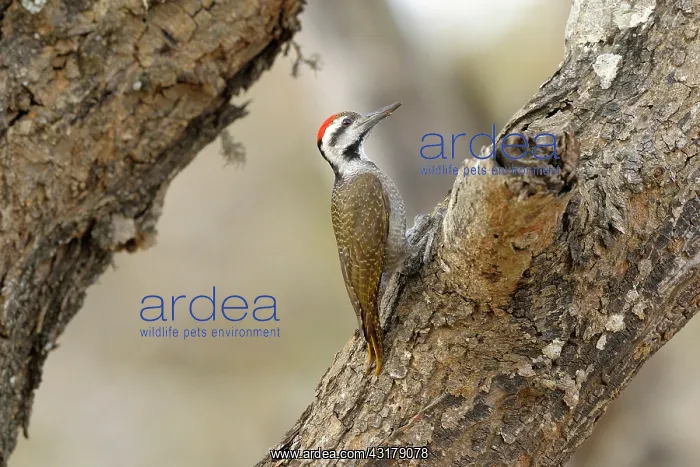 : Bearded Woodpecker : Bearded Woodpecker