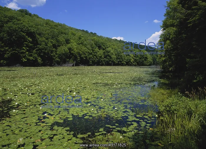 : Bearfort Waters, New Jersey : Bearfort Waters, New Jersey