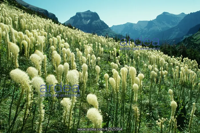 : BEARGRASS - growing at timber-line in mountains : BEARGRASS - growing at timber-line in mountains