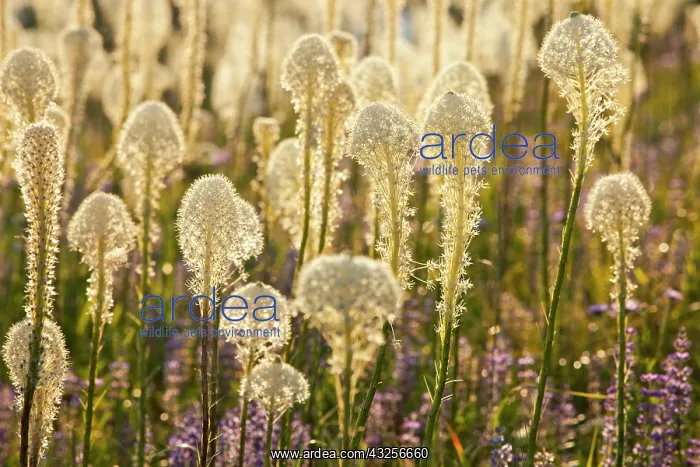 : Beargrass and lupine backlit on the slopes : Beargrass and lupine backlit on the slopes