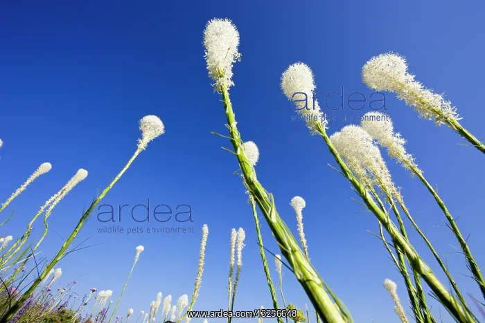 : Beargrass on the slopes at Whitefish Mountain : Beargrass on the slopes at Whitefish Mountain