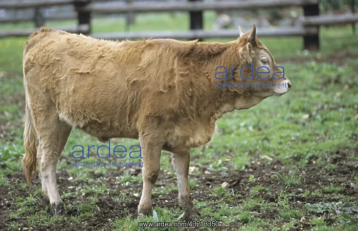 : Bearnaise calf standing in an enclosure : Bearnaise calf standing in an enclosure