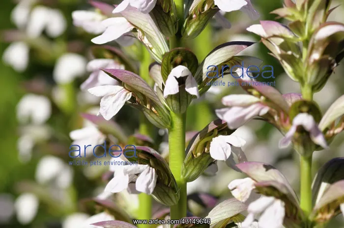 : Bear's Breeches, Acanthus mollis, Many white flowers growing : Bear's Breeches, Acanthus mollis, Many white flowers growing