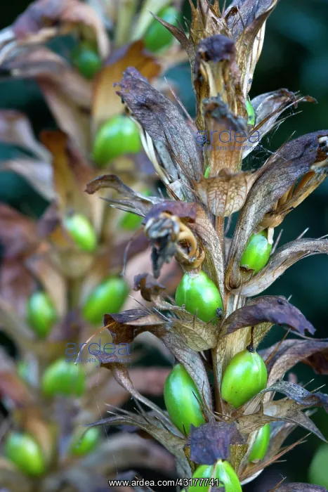 : Bear's breeches, Acanthus mollis, Side view of seedhead : Bear's breeches, Acanthus mollis, Side view of seedhead