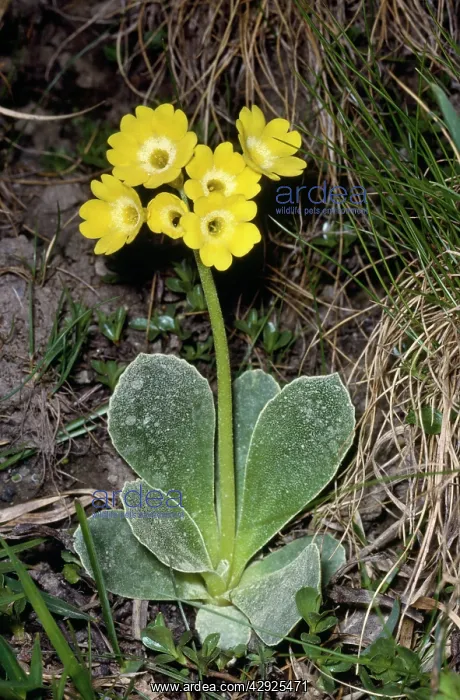  : Bears Ear (Primula auricula). Australia