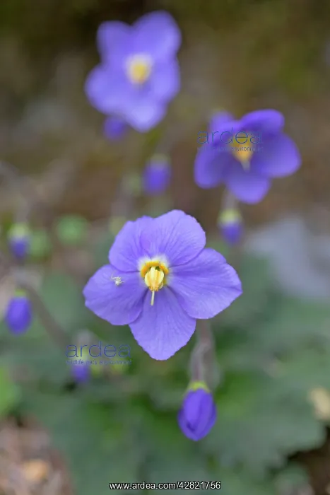 : Bear's Ear Flower - with Crab Spider : Bear's Ear Flower - with Crab Spider