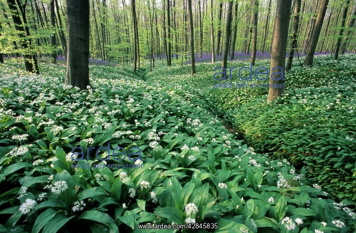 : Bear's Garlic in forest : Bear's Garlic in forest