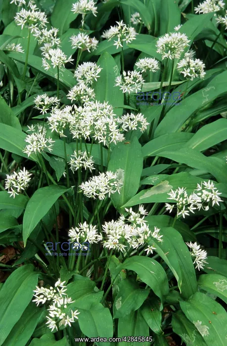 : Bear's Garlic in forest : Bear's Garlic in forest