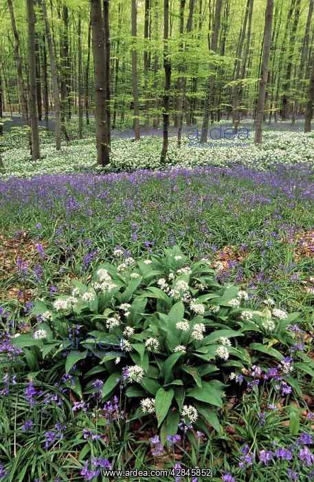 : Bear's Garlic in forest : Bear's Garlic in forest