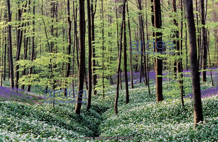 : Bear's Garlic in forest : Bear's Garlic in forest