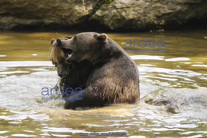 : Two bears playfully interacting in the water : Two bears playfully interacting in the water