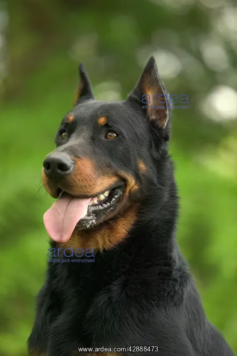 : Beauceron / Bas Rouge / Berger de Beauce : Beauceron / Bas Rouge / Berger de Beauce