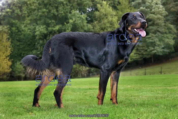 : Beauceron dog