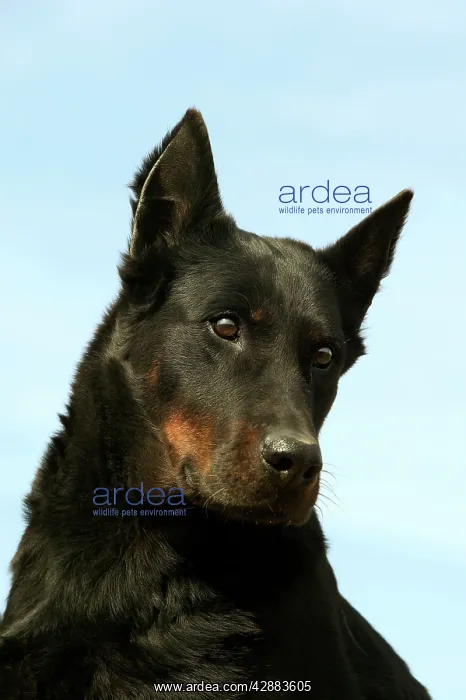 : Beauceron Dog : Beauceron Dog