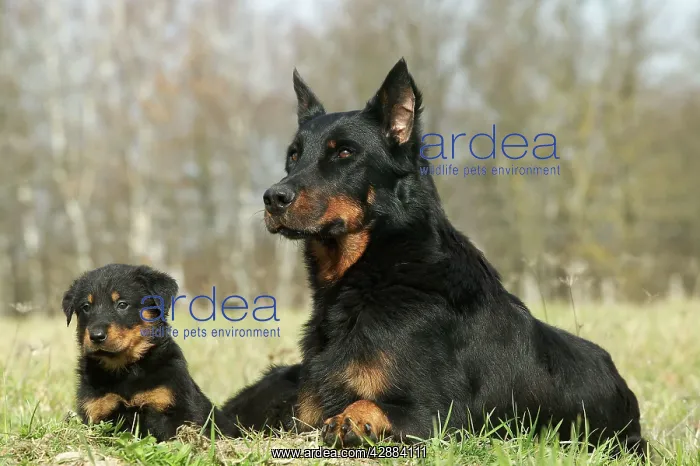 : Beauceron Dog - Adult with puppy : Beauceron Dog - Adult with puppy