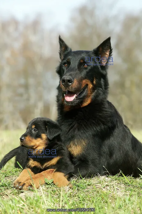 : Beauceron Dog - adult with puppy : Beauceron Dog - adult with puppy
