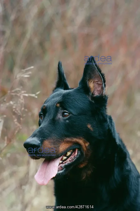 : Beauceron DOG - close-up of head, alert : Beauceron DOG - close-up of head, alert