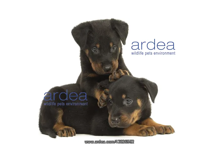 : Two Beauceron Dog, puppies : Two Beauceron Dog, puppies