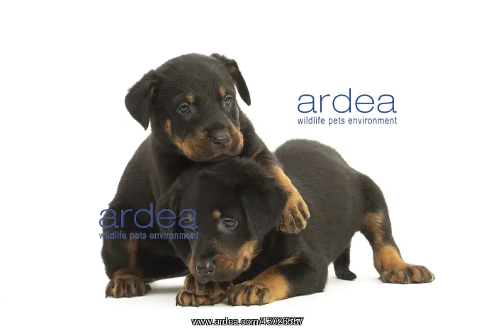  : Two Beauceron Dog, puppies