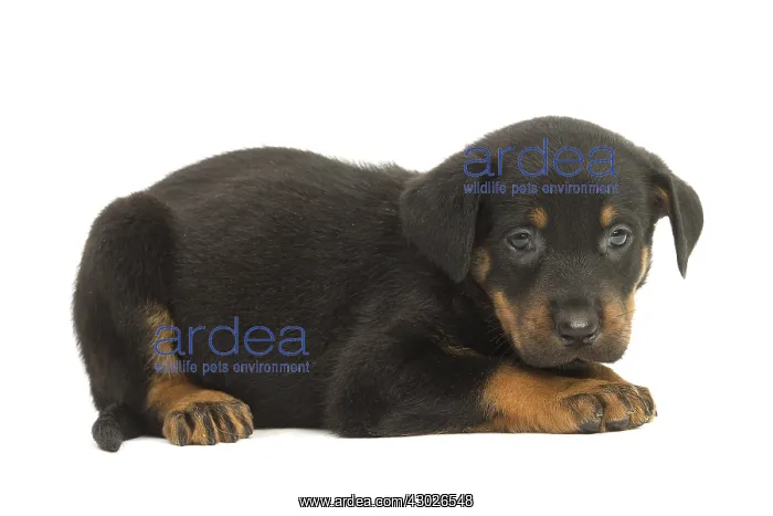  : Beauceron Dog, puppy