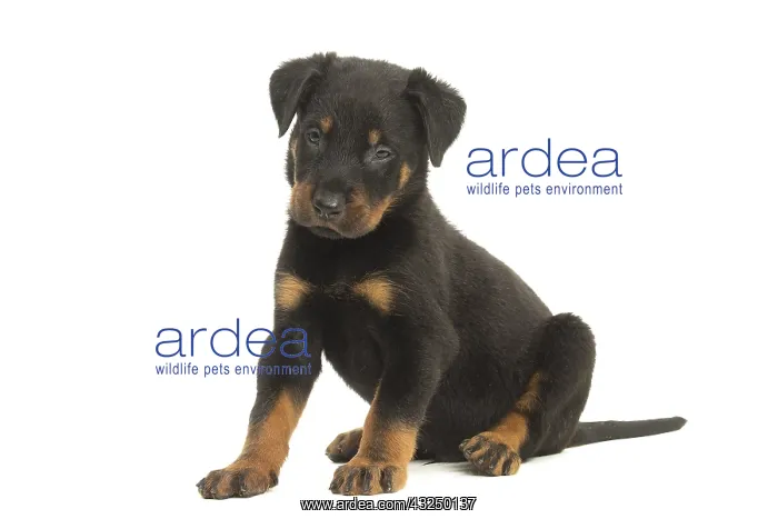  : Beauceron Dog, puppy
