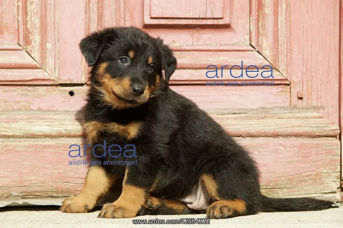 : Beauceron Dog - Puppy sitting in doorway : Beauceron Dog - Puppy sitting in doorway