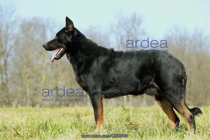 : Beauceron Dog - side view : Beauceron Dog - side view