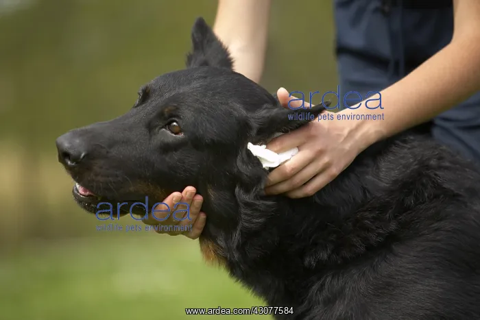 : Beauceron ear beeing cleaned : Beauceron ear beeing cleaned